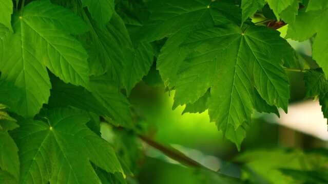 HD of the green leaves swaying in the wind