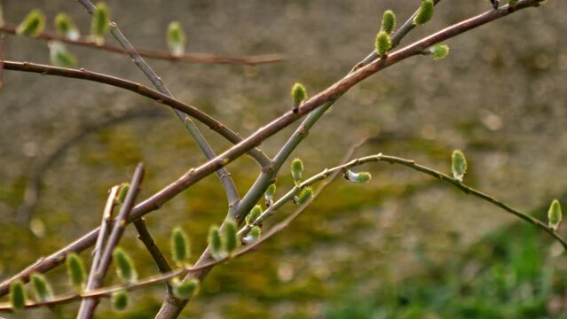 Closeup shot of green leaf buds on a branch under the sunlight