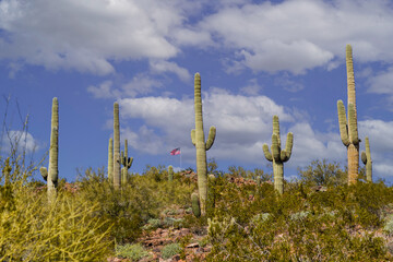 Magniicent Saguaro cactuses are seen at the Vietnam Veterans Memorial in Peoria, Ariz.