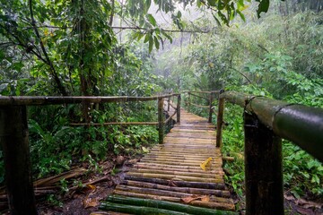 Beautiful shot of a bamboo bridge in a rainy jungle in the Philippines
