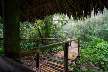 Narrow wooden path with railings in a lush forest in the Philipines