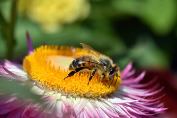 Biene auf einer Gartenstrohblume