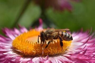 Biene auf einer Gartenstrohblume