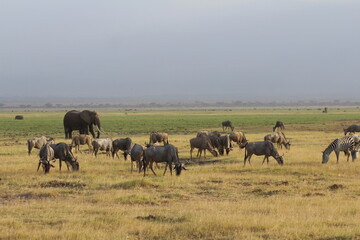 Fototapeta na wymiar Safari in Kenya