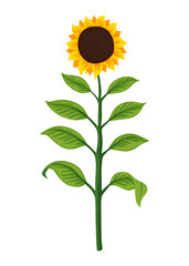 Sunflower growth stage, mature plant. Agriculture plant development. Harvest animation progression phase