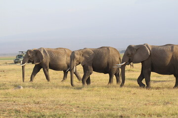 Naklejka na ściany i meble Safari in Kenya