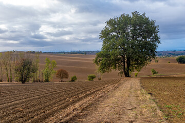 Fototapeta na wymiar A single oak tree on the Camino de Santiago trail in Southwest France