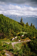 Fototapeta na wymiar Drone shot of a herd of Tiroler Bergschaf breed animals grazing on lawn hills with sunlight