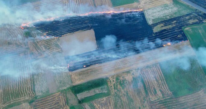 Aerial view of field fire, dy grass buring among the green rice and wheat fields. Aerial view of the clear fire separation line and black layer of burning field and ash