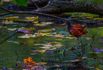Closeup of a common moorhen swimming in a lake while sitting on a leaf
