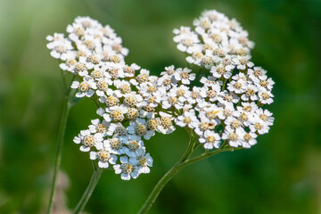 medicinal herbs yarrow inflorescences of small white flowers
