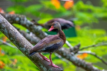 Closeup of Black-bellied whistling duck resting on tree branch above the pond
