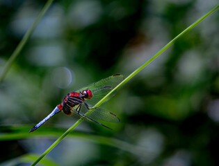 Macro shot of a colorful dragonfly sitting on a green grass against the isolated background