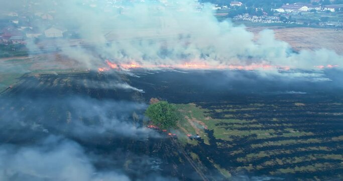 Field fire, dy grass buring among the green rice and wheat fields. Aerial view of the clear fire separation line and black layer of burning field and ash