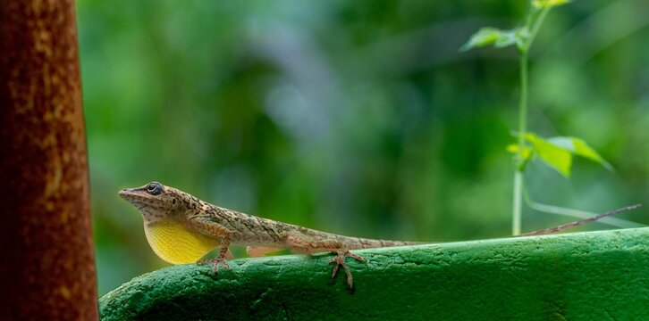 Closeup of a Anolis roquet reptile on a green leaf with blurred background