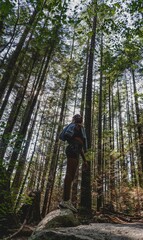 Naklejka premium Vertical shot of a young female hiking in the forest, low angle