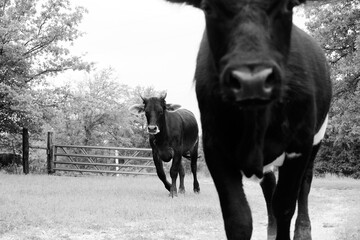 Young cows in Texas farm field, black and white.