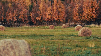 Naklejka na ściany i meble Beautiful shot of a rural field with hay bales near an autumn forest