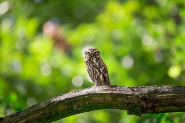 Little owl perhcing on the tree branch with greenery on the background
