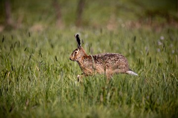European hare running in the field