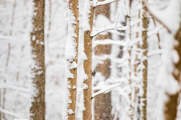 Selective focus shot of frozen tree trunks at Eagle Creek Park in Indianapolis, Indiana