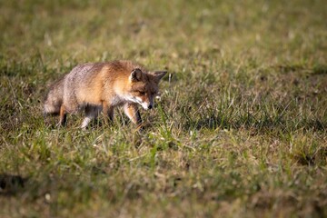 Adorable Iberian fox in the field looking for food