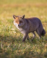 Fototapeta premium Vertical shot of an Iberian fox in the field looking at the camera with cunning glance