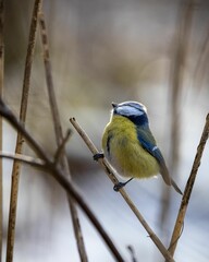 Closeup of an Eurasian blue tit (Cyanistes caeruleus) perched on a tree branch