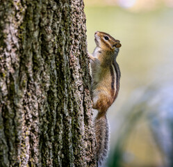 Naklejka na ściany i meble Close up of a wild Chipmunk climbing up a tree