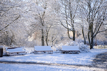 Trees in the winter park. Trees covered with snow on a sunny winter day.