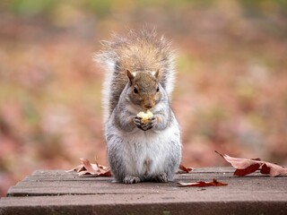 Closeup shot of an Eastern gray squirrel on the blurry background