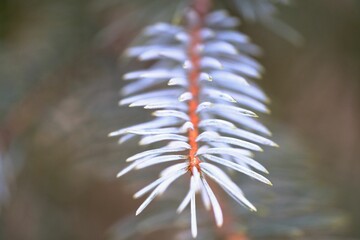 Closeup shot of details on a white Christmas tree branch