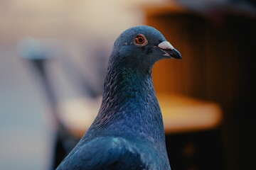 Closeup of a dove on a blurred background
