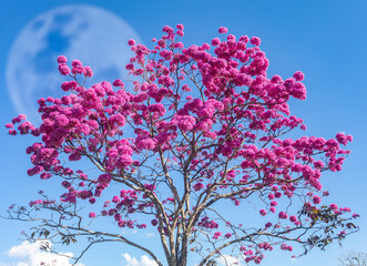 Pink Ipe in selective focus with full moon in background on blue sky