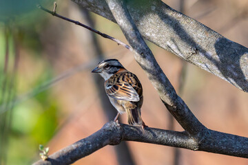 Small Brazilian bird known as tico-tico Zonotrichia capensis