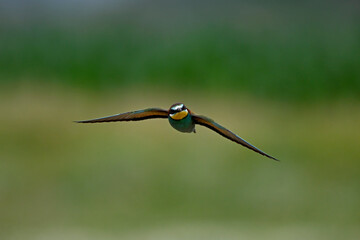 Bienenfresser // European bee-eater (Merops apiaster) - Kerkini Lake, Greece