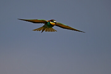 European bee-eater // Bienenfresser (Merops apiaster) - Kerkini Lake, Greece