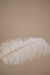 Vertical shot of a fluffy white feather on a light brown background