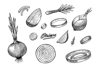 Onion bulb, Half cutout slice and rings. Hand drawn with ink in vintage style. Linear graphic outline design. Detailed vegetarian food. Vector illustration for label, poster, print