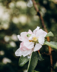 apple tree blossom