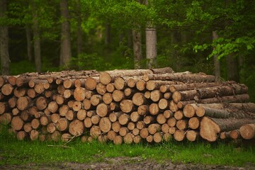 Big logs of wood are prepared in a sawmill for the production of furniture and lumberwood. Ecological Damage.