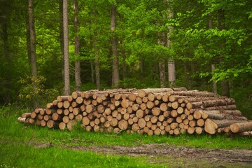 Ecological Damage. Heap firewood close-up. A pile of fresh firewood. Deforestation's Impact on European Evergreen Forests