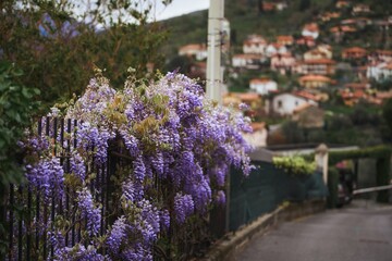 Obraz premium Blooming violet Wisteria Sinensis. Purple-flowered trees in Italy. Blue Chinese wisteria is a species of flowering plant in the pea and Fabaceae family.