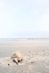 Dead seagull at the beach