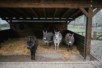 Four donkeys are standing in a barn of a zoo in winter. There are trees in the forest