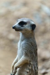 Portrait of a Meerkat animal looking up with blur background