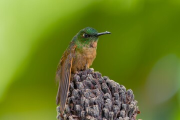 Closeup shot of the hummingbird  perched on an acorn