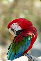 Beautiful Scarlet macaw bird looking down with blur background, vertical shot