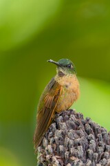 Closeup shot of the hummingbird  perched on an acorn