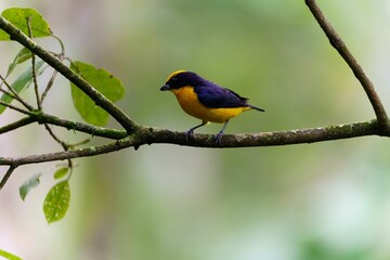 Thick-billed euphonia perching on tree branches with blur background
